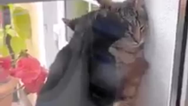 Romantic cat love story🐱😂😆😅video