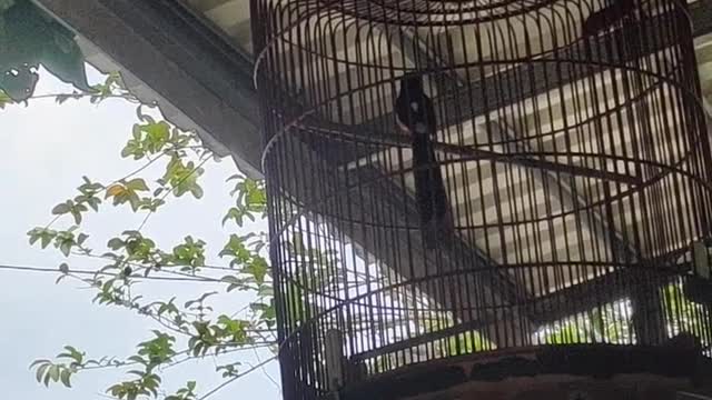 birds video