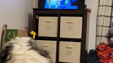 sheepadoodle dog watching Scooby Doo on TV