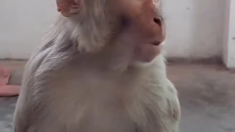 Funny monkey video