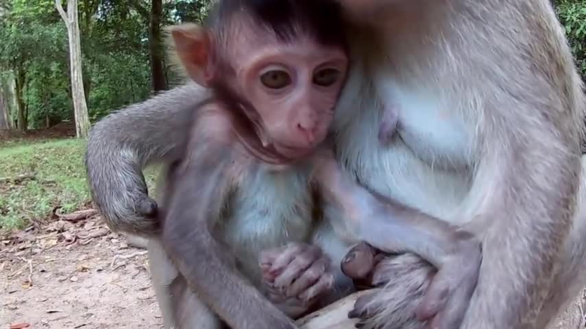Monkey mom taking care her baby