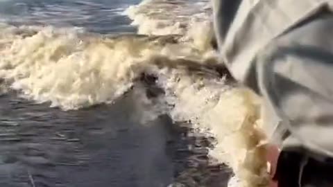 Hippos cause an estimated 500 deaths annually, this is why you shouldn’t get too close