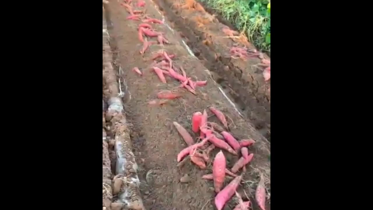 Sweet Potatoes harvesting #agriculture