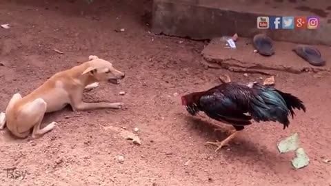 Rooster vs dog