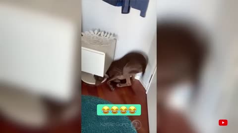 Funny Dogs And Cats