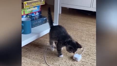 Funny cat