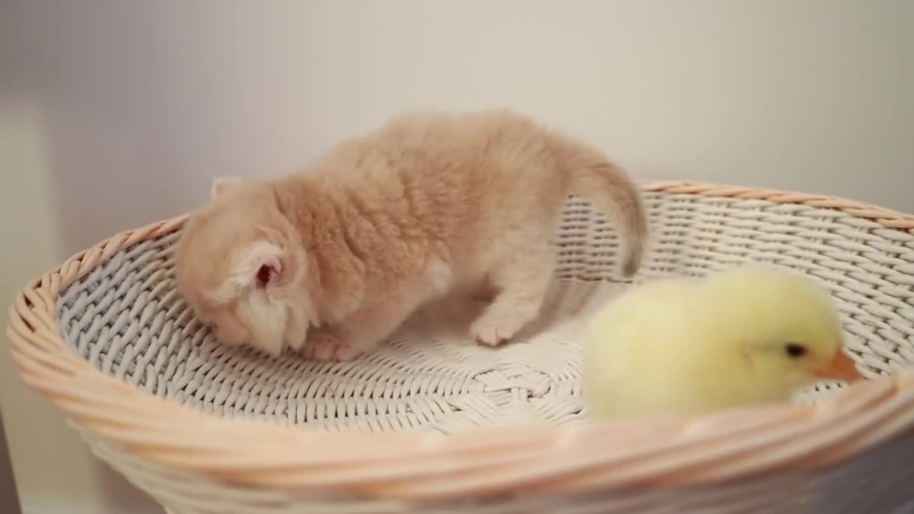 Kittens- With -tiny chick