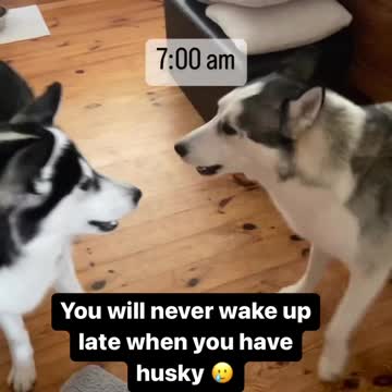 Wake Up Human its Husky TIme