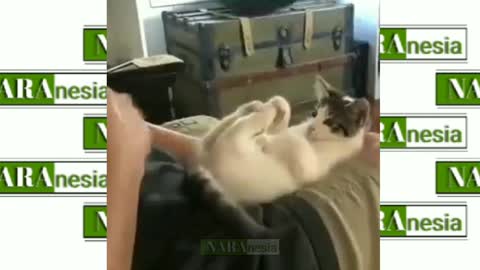 Cat with Owner ||funny animals