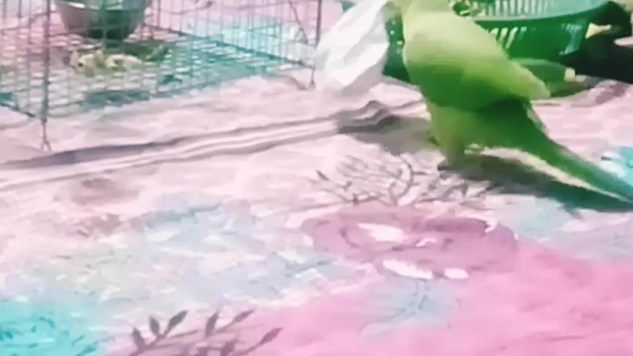 Cute Parrot Video