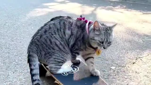 cat playing skateboard