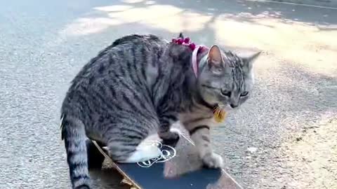 cat playing skateboard