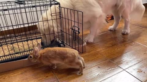 Dog Steals Hay from a Rabbit