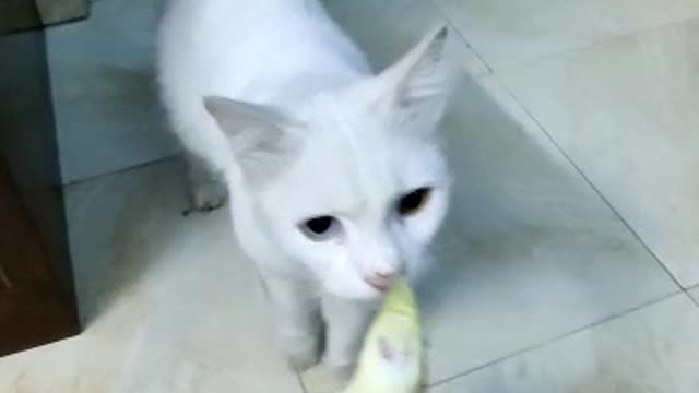 Funny cat playing with bird