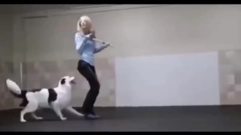 DOG Dancing WITH MUSIC