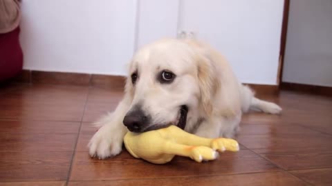 Funny Dog Reaction to a Squeaky Chicken Toy