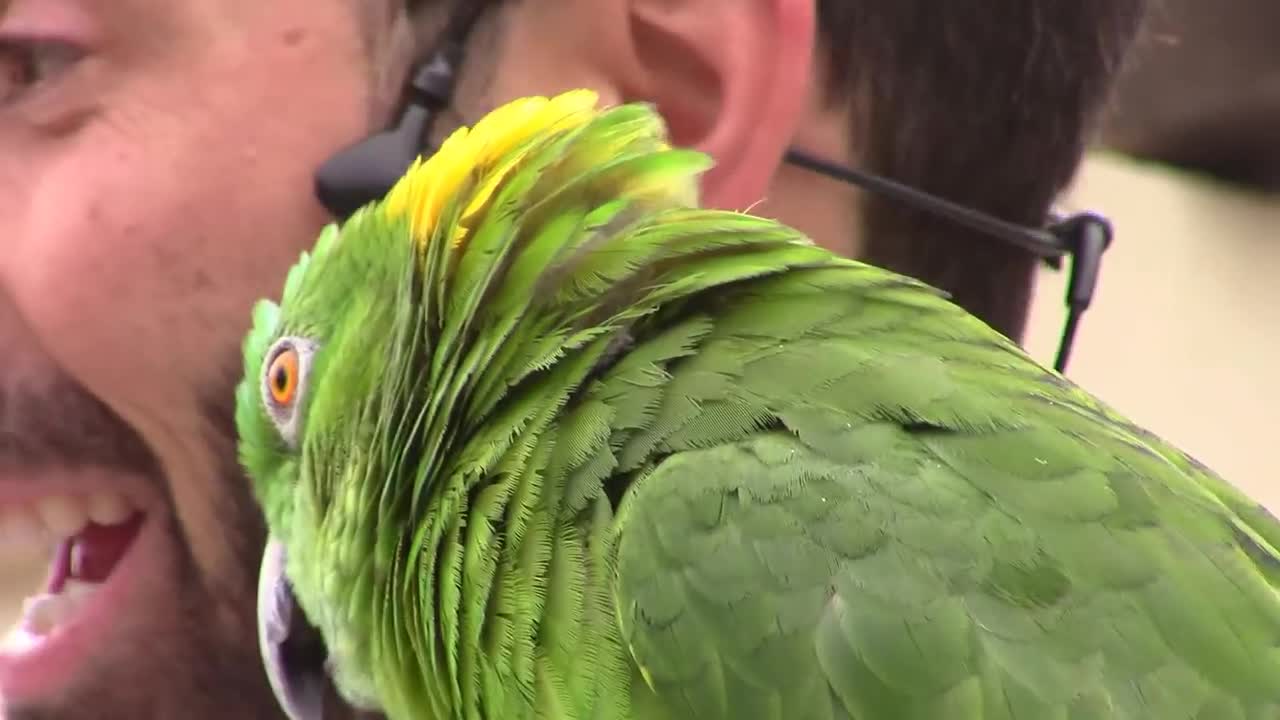 Parrot Talking Zoo Visits_p17