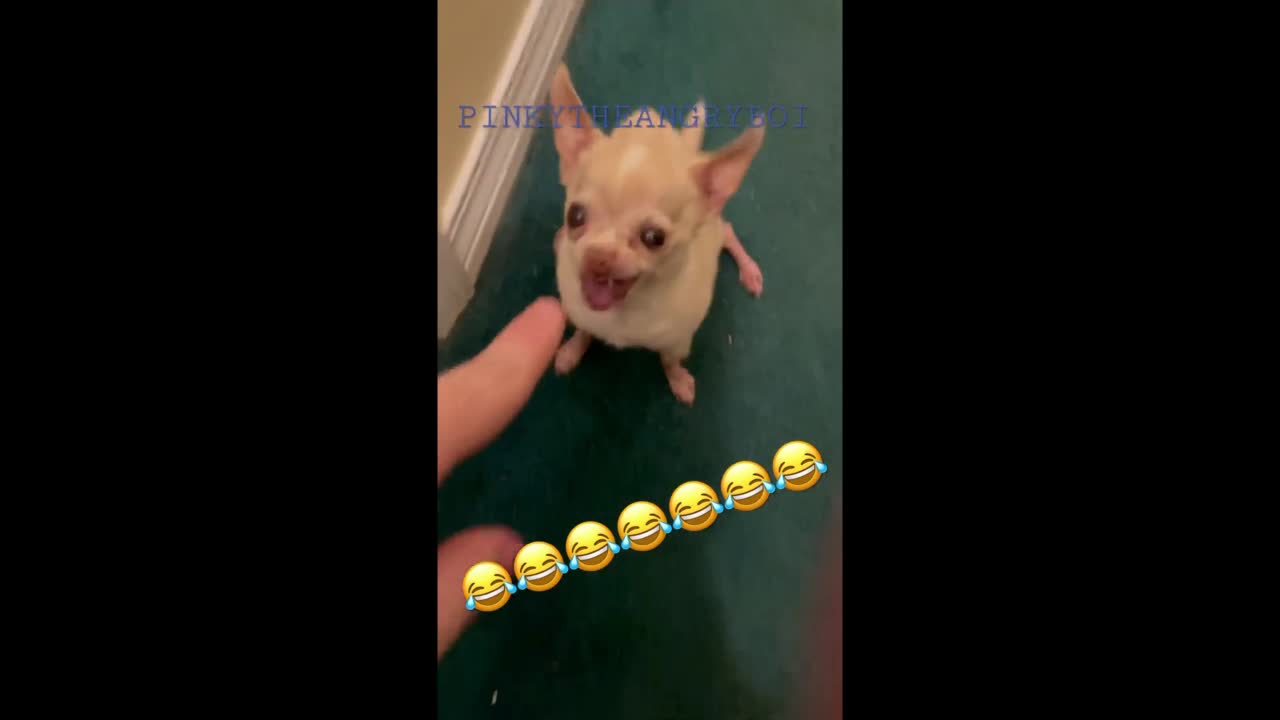 This little chihuahua is so aggressive with his owner 😂😂