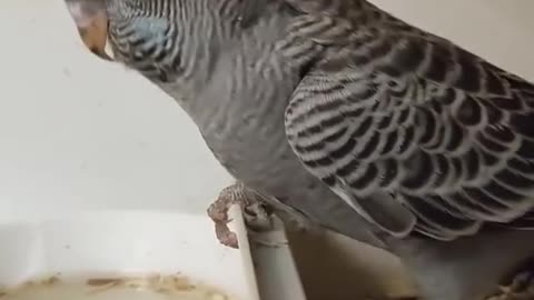 Budgies Breeding Business how to produce black budgies Urdu Hindi Punjabi