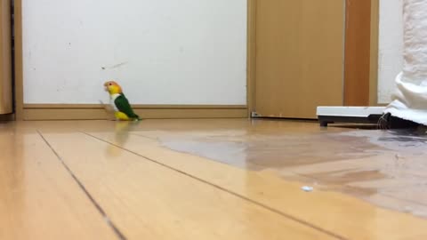 Funny Parrot