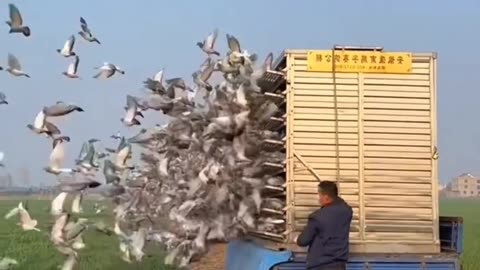 Pigeon Release🙏🏻 Thanks For.❤️