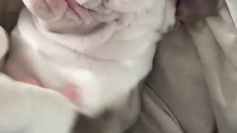 Play with your puppy and have fun.