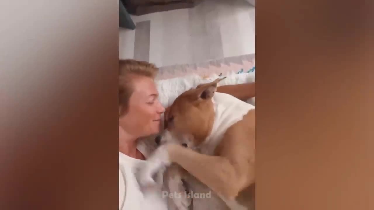 Best Funny Dogs And Cats 😹🐶 - Funniest Animals Videos 2023