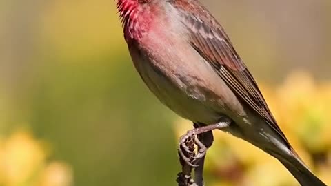 Rosefinch bird