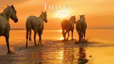 Animals Of The World 4K - Scenic Wildlife Film With Calming Music