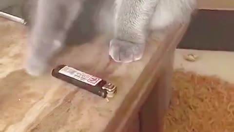 Funny video cats in 2022