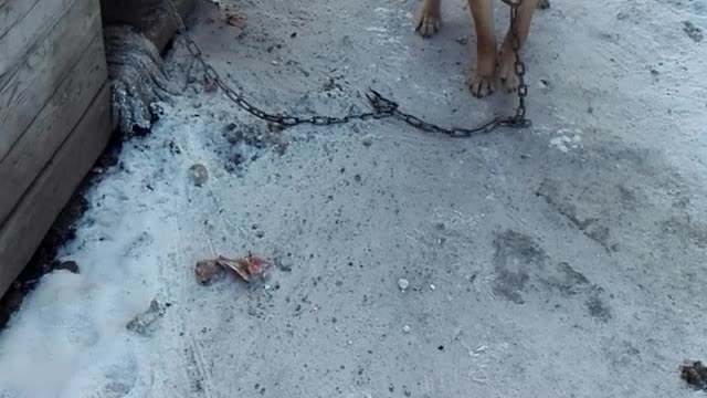 my dog Lada is happy with me