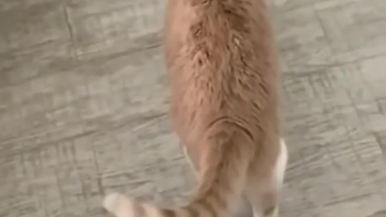 Cute and Funny Animal Video