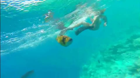 Trigger fish attack in the Maldives (1)