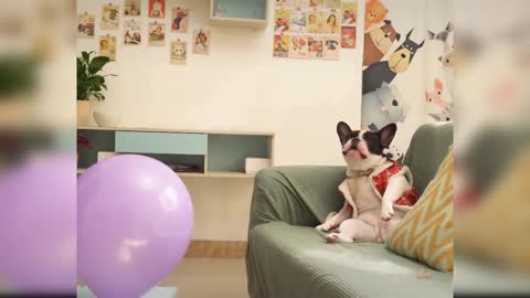 English bulldog funny fart shot