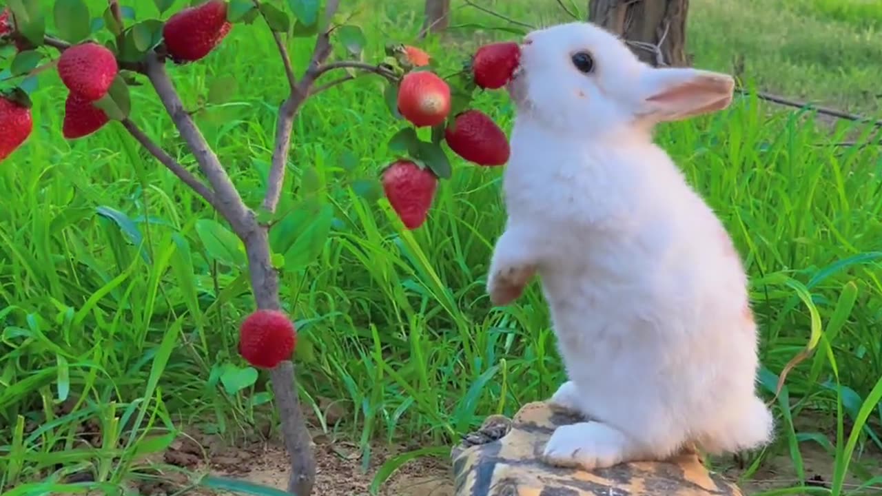 The little bunny stands on tiptoes to eat strawberries.