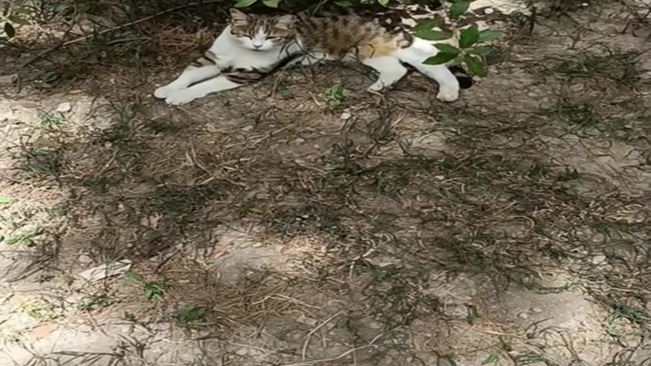 A cute and beautiful cat is resting