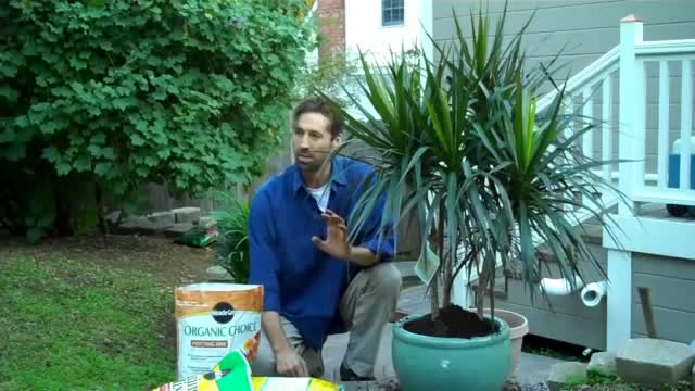 HOW TO REPOT A HOUSEPLANT - Jan 27th 2013