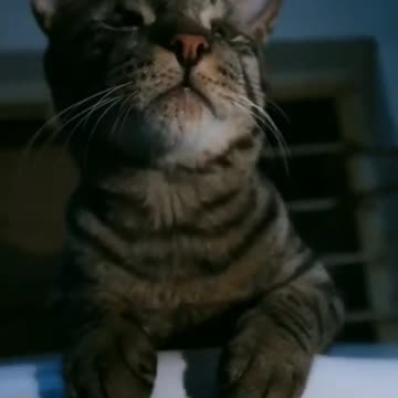 cute cat viral video#shorts #youtubeshorts #viral #cat #cutecat#respect