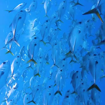 SWIMMING IN A GIANT SCHOOL OF FISH😍