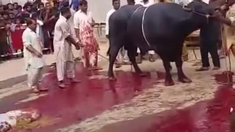 EID - Muslim Festival of Sacrifice