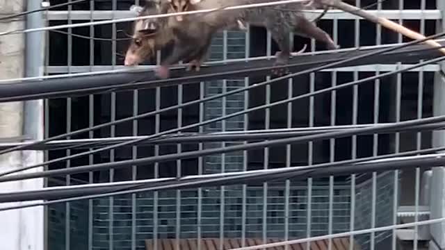 This mama opossum has a great sense of balance! 😲