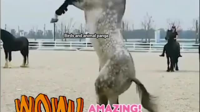 Horse video