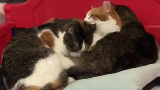 Cat funny