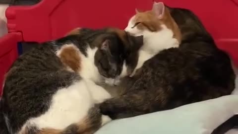 Cat funny