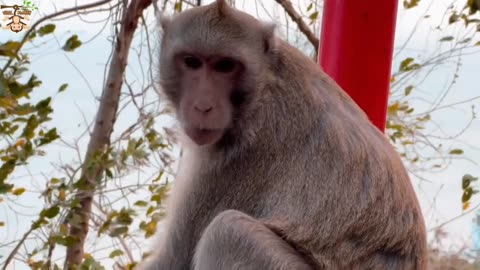 Monkeys funny video