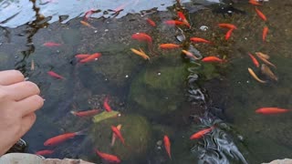 Feeding the Koi