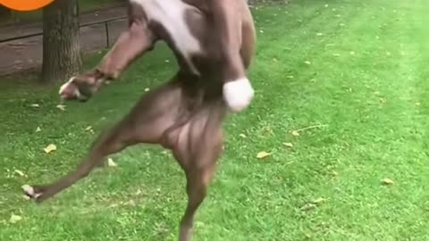 Dogs That fly