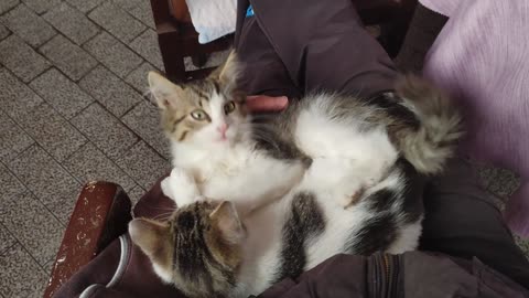 Playful Kittens In Owner's Lap