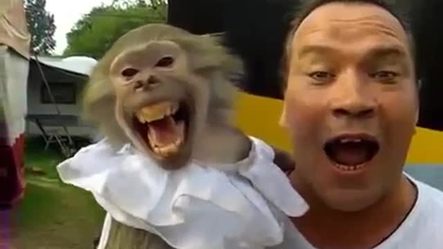 Funny monkey video, funny parrots video