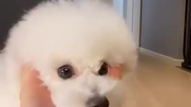 Cute and Funny Dog Training with Hand | Smart Dog | Lovely Pet #shorts